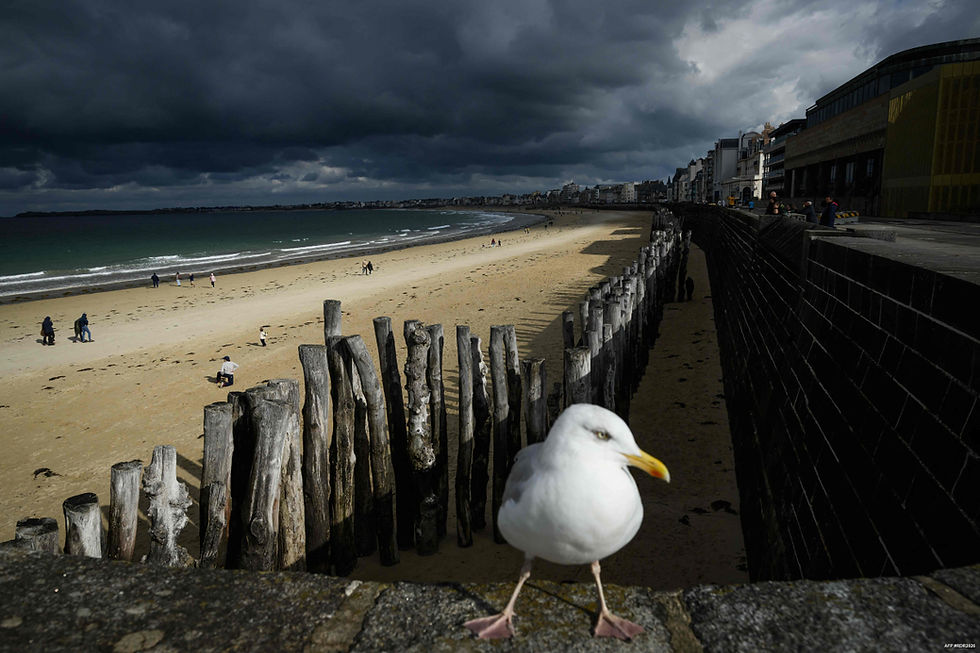 Aller au village ? Aller sur la plage ? Quel dilemme pour cette mouette malouine ! (© Loïc VENANCE / AFP)